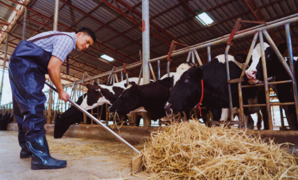 Dairy Farm Worker Jobs in USA with Visa Sponsorship 2025