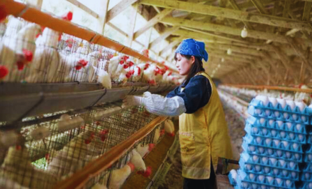 Hen Farm Jobs in turkey with visa sponsorship 2025