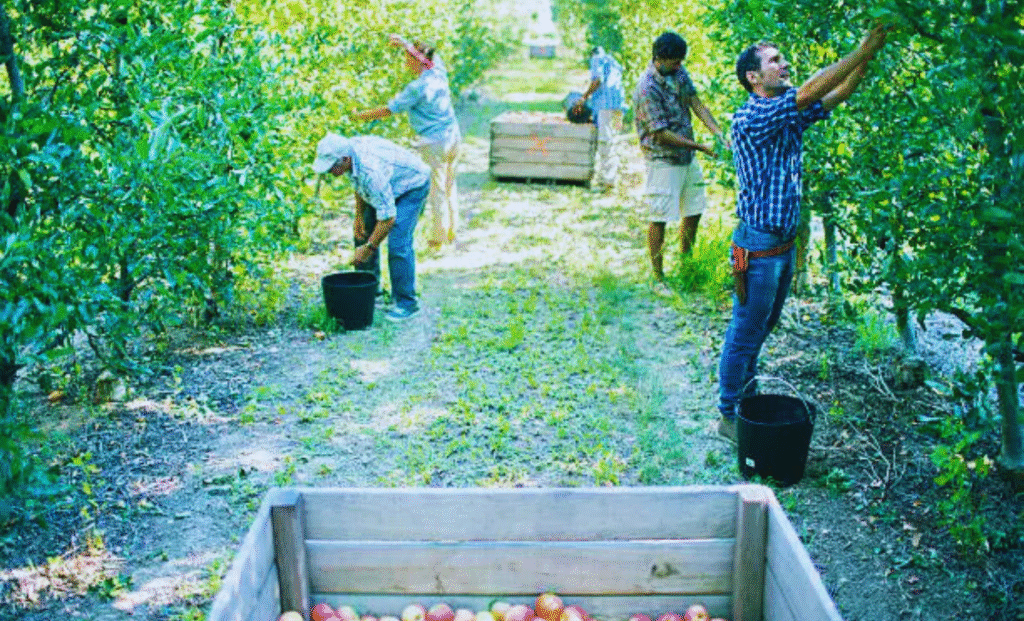 Orchard Jobs in Australia with Visa Sponsorship 2025